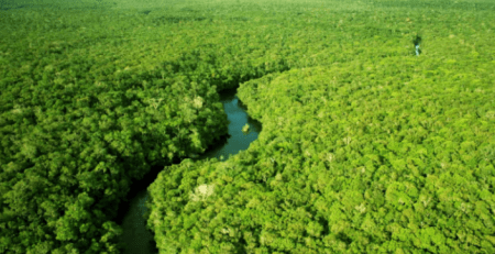 Biggest Forests In The World