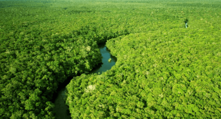 Biggest Forests In The World