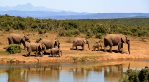 Top place in South Africa,Safari